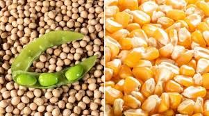 AgRural: Com colheita de soja em 70%, foco � no ajuste fino da produ��o