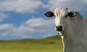 A carne brasileira  no exterior