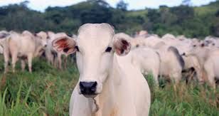 Os pre�os m�dios de exporta��o da carne bovina brasileira v�m caindo