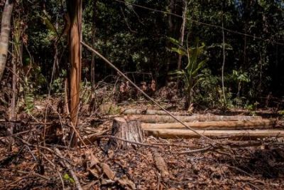 Madeira ilegal � apreendida e tr�s pessoas s�o presas durante a��o integrada em zona rural de Confresa