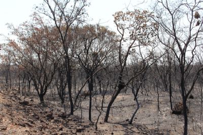 Aumenta a preocupa��o dos produtores com os inc�ndios florestais no per�odo da seca