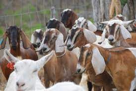 Caprinocultores conseguem manter produ��o mesmo com a CAE, doen�a que atinge os animais