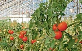 Tomate/Cepea: Frio, pandemia e final de m�s prejudicam a demanda