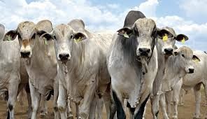 Ainda tem soja nos armaz�ns da regi�o Norte Araguaia, pouca, mas tem. � o que mostra um levantamento de mercado divulgado pelo Imea (Instituto Mato-grossense de Economia Agropecu�ria) no �ltimo dia 16 de dezembro.  Esta soja foi colhida na safra pass