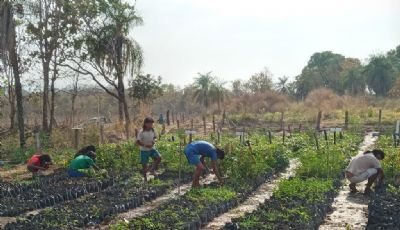 Projeto Aldeia Sustent�vel - A�uwe Uptabi em Canarana tem assist�ncia t�cnica da Empaer