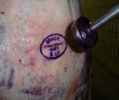 Exporta��o da carne Mato-Grossense segue tend�ncia de crescimento