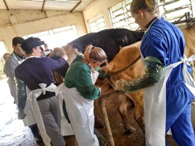 Ga�cha do Norte recebe treinamento de insemina��o artificial em bovinos