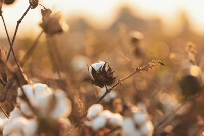 Algod�o ganha for�a com demanda externa aquecida