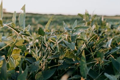 Soja recua em Chicago com realiza��o de lucros, enquanto �leo limita perdas
