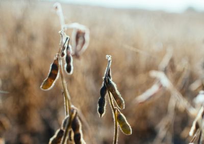 Soja ganha suporte com derivados e aten��o ao clima nos EUA