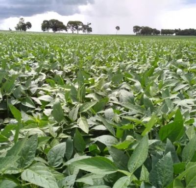 Lavouras de soja t�m excelentes condi��es no PR, MS e MT, mas safra ainda n�o est� consolidada