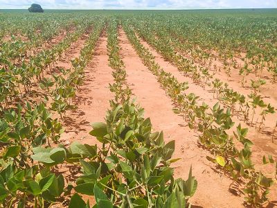 Venda antecipada perde ritmo e Brasil tem 56,5% da nova safra de soja negociada