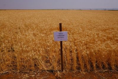 Voltar Workshop mostrar� cen�rio favor�vel para produ��o de trigo em MT