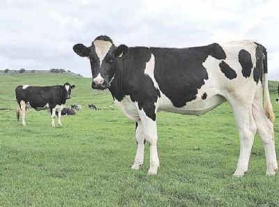 VERMES REDONDOS GERAM PERDAS DE US$ 7,1 BILH�ES POR ANO NA PECU�RIA