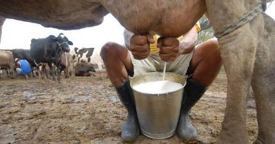 Leite fecha em m�dia de R$1,94/l em MT