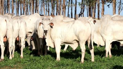 Cota��o da arroba do boi gordo est�vel em S�o Paulo