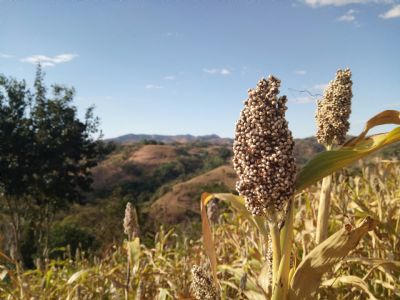 Sorgo avan�a no Brasil e manejo biol�gico ganha protagonismo no campo