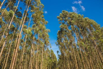 Reposi��o florestal, o cr�dito verde