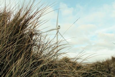 Pesquisa da Embrapa aposta em planta para recuperar solos