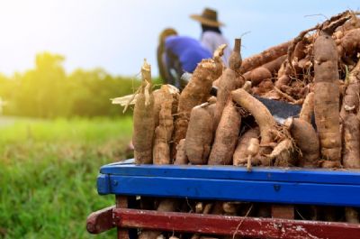 Mandioca: Raiz � negociada acima de R$ 1