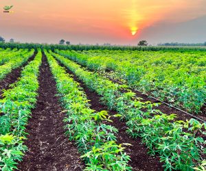 Clima favorece retomada da colheita da mandioca, mas pre�os seguem em leve queda, aponta Cepea