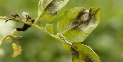 Manejo de requeima e m�ldio nos cultivos do Brasil