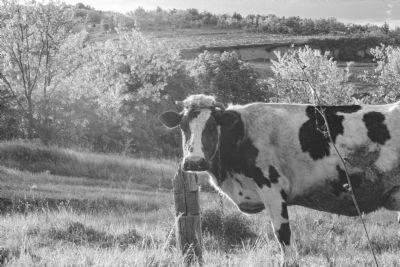 Pecu�ria mant�m firmeza com demanda externa e oferta controlada