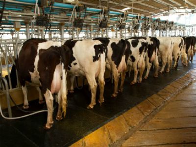 Desafios na produ��o leiteira ser�o debatidos no Interleite Sul 2018