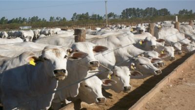 Mato Grosso eleva em 11% quantidade de bovinos confinados em 2019