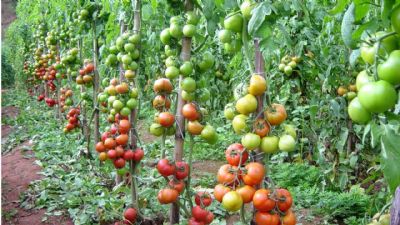 TOMATE/CEPEA: Maior oferta e menor qualidade pressionam cota��es