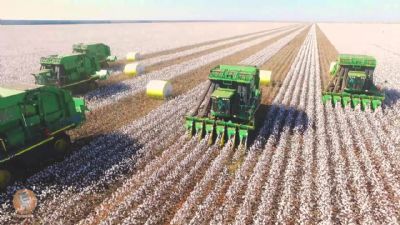 Algod�o: Vendedor firme eleva Indicador em quase 2% na parcial do m�s