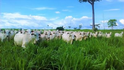 Pecu�ria � o maior exemplo de sustentabilidade do Brasil, diz agr�nomo