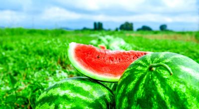 Melancia: Temporada da exporta��o termina com desempenho recorde em 21/22