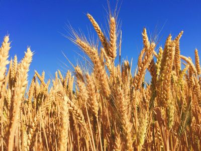 Queda no plantio de arroz nos EUA acende alerta no mercado mundial