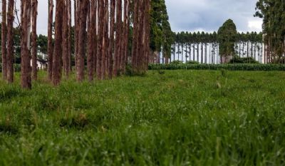 Mercado De Carbono Ainda Tem Potencial Inexplorado Para O Agro De MT