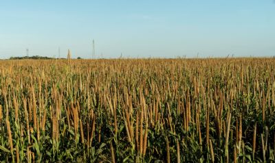 H�bridos de Milhetos Gran�feros aumentam a lucratividade dos agricultores