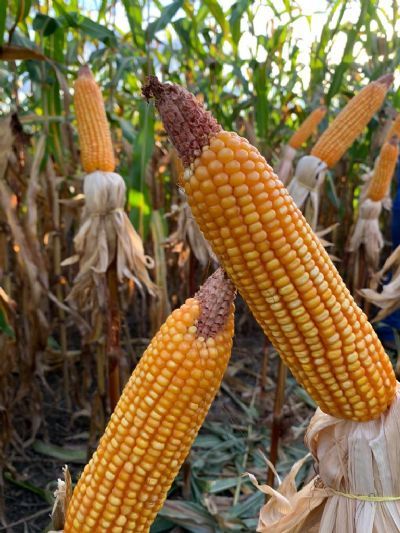 Geada atinge �reas do milho safrinha no Paran�; frio continua e Inmet mant�m riscos no RS, SC e em pontos do PR, SP e MG