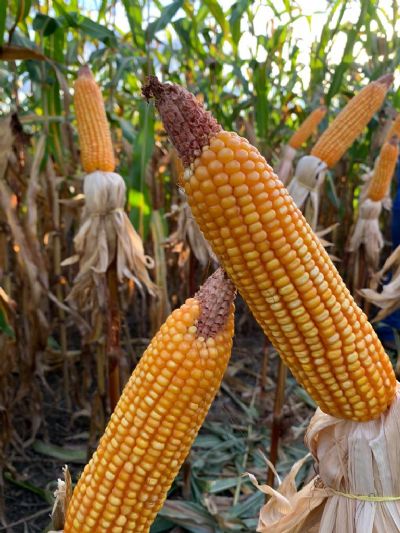 Milho: Indicador Imea-MT retraiu 1,24% ante � semana anterior e ficou cotado na m�dia de R$ 66,03/sc.