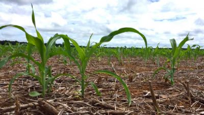 IMEA sinaliza que maioria dos produtores de Mato Grosso plantar� milho na �janela ideal�