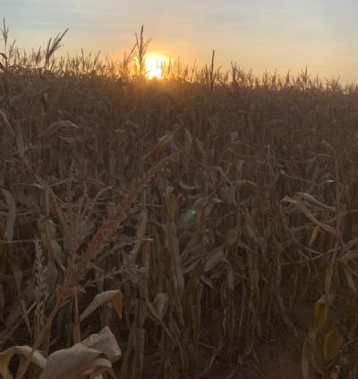 Pre�o do milho no Brasil sobe mais nesta 2�feira e renova recordes nominais