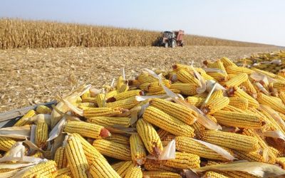 Mercado de defensivos para milho tem alta de 8%