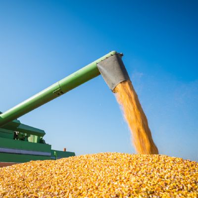 �rea de milho deve crescer 4% no Brasil, mas produtividade recua com impactos clim�ticos