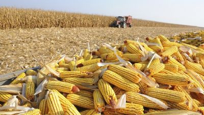 Brasil deve ter safra recorde de milho com mercado favor�vel, aponta pesquisa