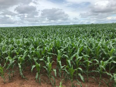 Plantio de ver�o avan�a e milho cai na B3