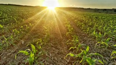 Falta de chuva  aumenta aten��o para �safrinha� de milho no Centro-Oeste