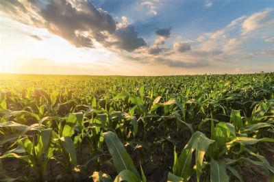 Possibilidade de aumentar etanol na gasolina dos EUA alavanca milho de Chicago