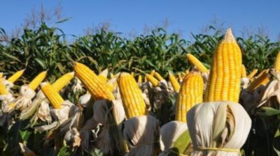 Agrocientista: Gen�tipos de milho resistentes ajudam reduzir perdas na soja