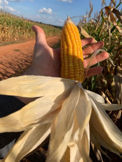 Boletim agropecu�rio destaca colheita do milho no Paran�