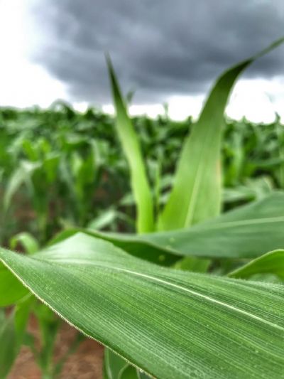 Custo do cultivo de milho sobe em Mato Grosso