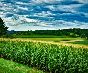 Semeadura do Milho da Safra 24/25 em Mato Grosso Atinge 99,48% da �rea Prevista